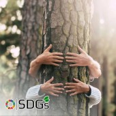 Kế hoạch giải cứu cây xanh ở trường học